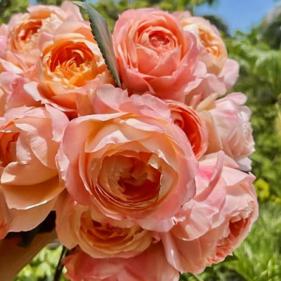 Принцеса Айко